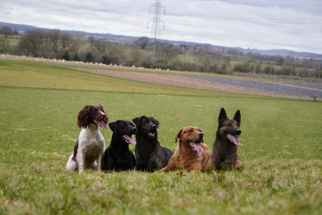 Gundog Training Course | SEPTEMBER