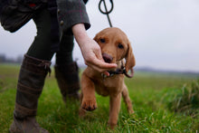 Load image into Gallery viewer, Puppy Training Course | Sunday 2nd March 10:00am
