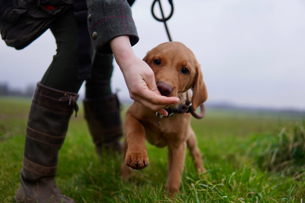 Puppy Training Course | Sunday 2nd March 10:00am