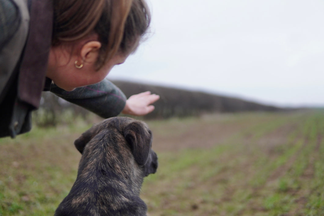 Beginner Gundog Training Course | Sunday 2nd March 2:15pm