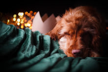 Load image into Gallery viewer, The Christmas Portraits | Photography | HIGFORD
