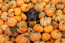 Load image into Gallery viewer, The Autumn Portraits | Photography
